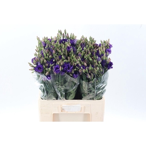 Eus E Picco Violet