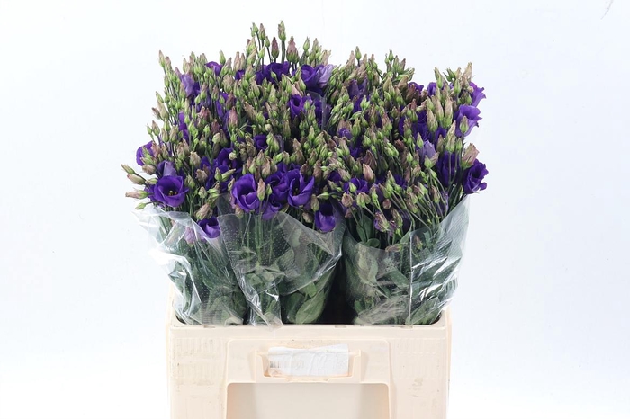 <h4>Eus E Picco Violet</h4>