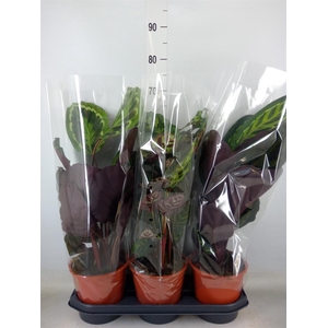 Calathea   ...mix