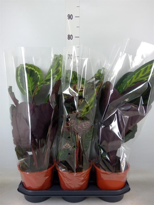 <h4>Calathea ...mix</h4>