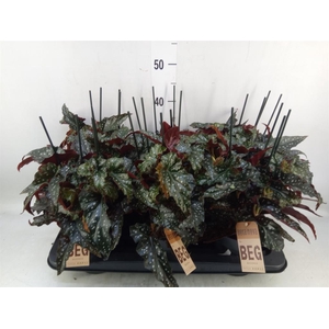 Begonia BD mac. 'Black Forest'