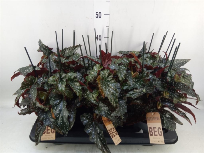 <h4>Begonia BD mac. 'Black Forest'</h4>