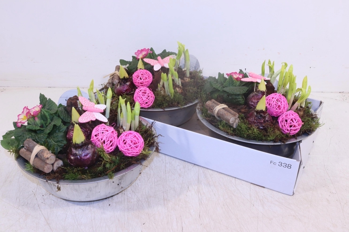 <h4>Arr Tuinplanten</h4>