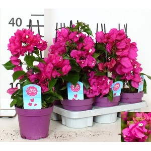 BOUGAINV VERA D P IM