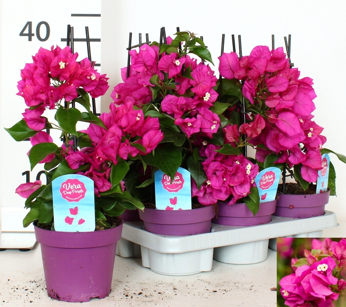 BOUGAINV VERA D P IM