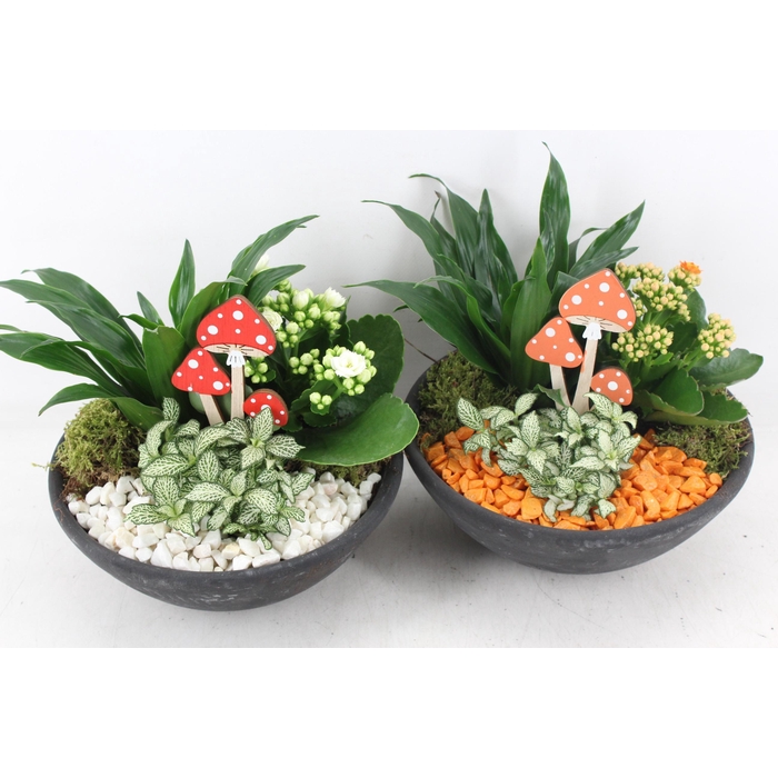 <h4>Arr2 Pl - Ebbischaal M - Oranje/wit</h4>