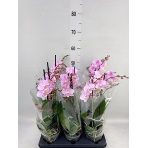 Phalaenopsis multi. 'Beaution'