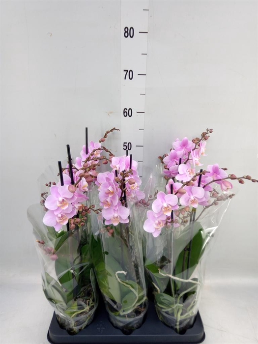 <h4>Phalaenopsis multi. 'Beaution'</h4>