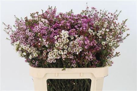 <h4>Chamelauc Mix</h4>