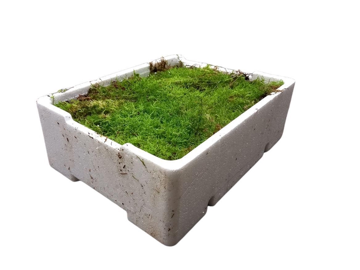 <h4>DEC Platmos</h4>