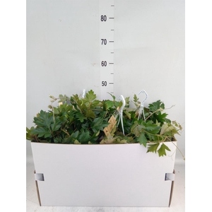 Cissus rhombifolia 'Ellen Danica'