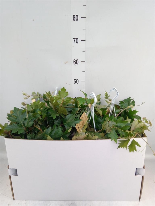 <h4>Cissus rhombifolia 'Ellen Danica'</h4>