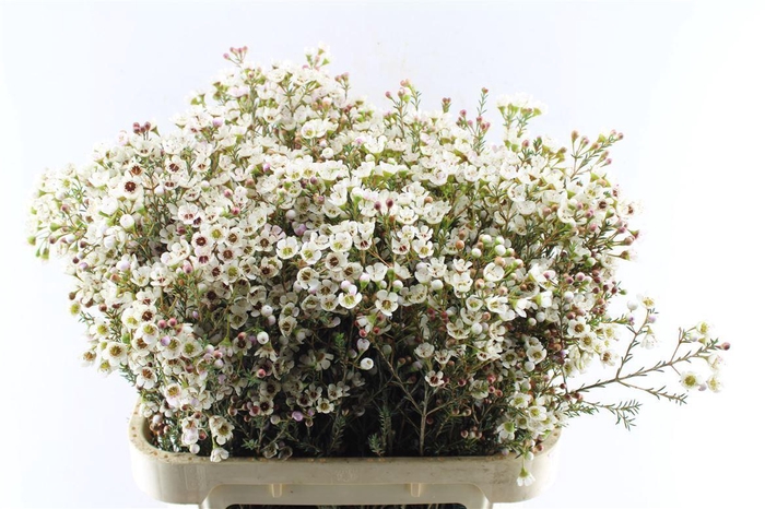 <h4>Chamelaucium Tal</h4>