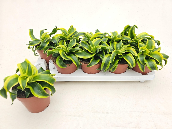 <h4>DRA COMP TORNADO</h4>