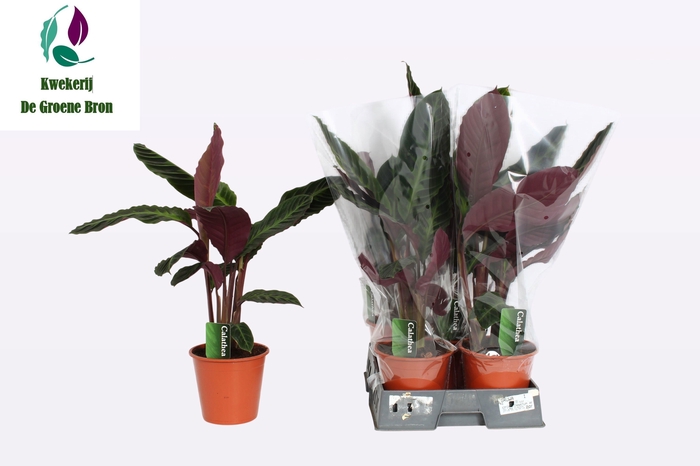 <h4>CALAT WARSCEWICZII</h4>