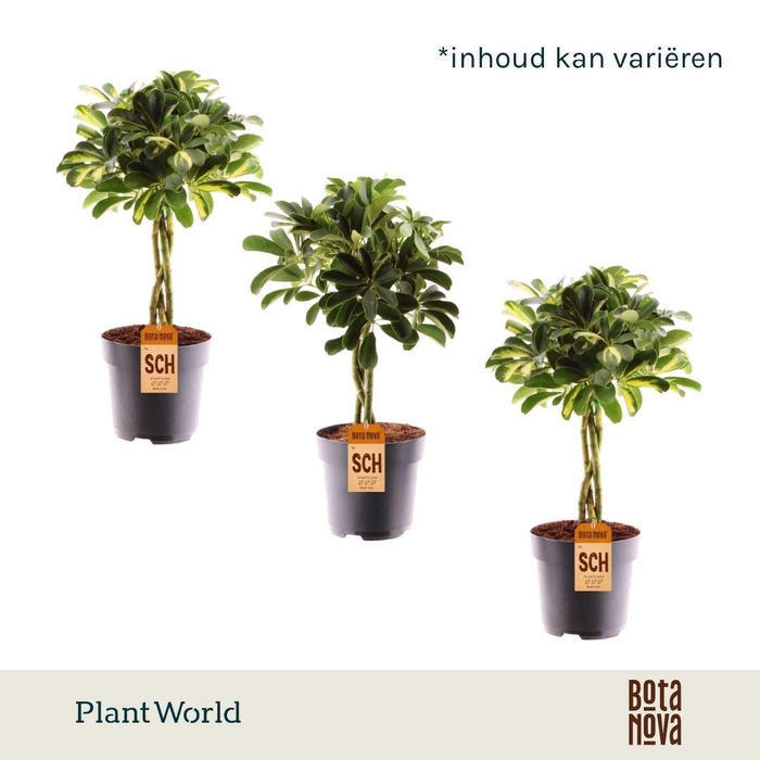 <h4>Schefflera vlecht mix (Gold Capella & Compacta)</h4>