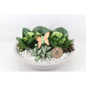 arr2 PL - Zink schaal creme - wit