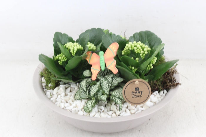 <h4>arr2 PL - Zink schaal creme - wit</h4>