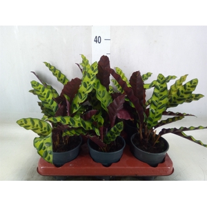 Calathea lancifolia
