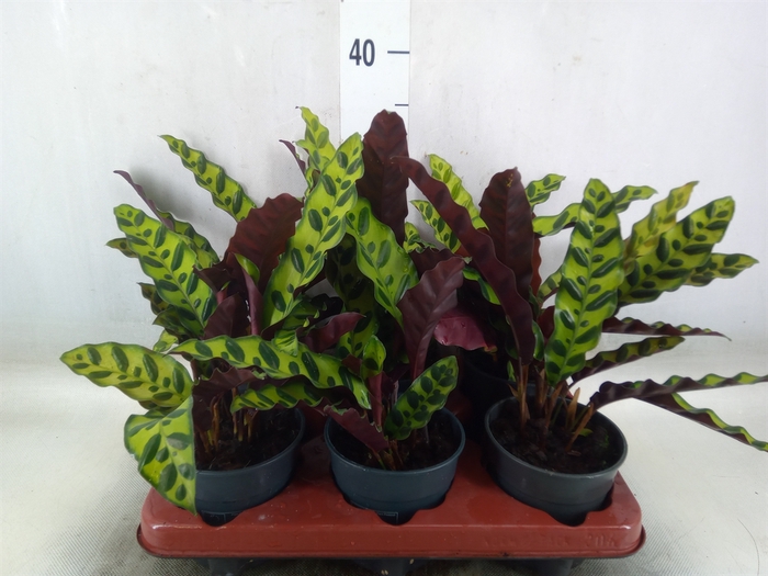 <h4>Calathea lancifolia</h4>