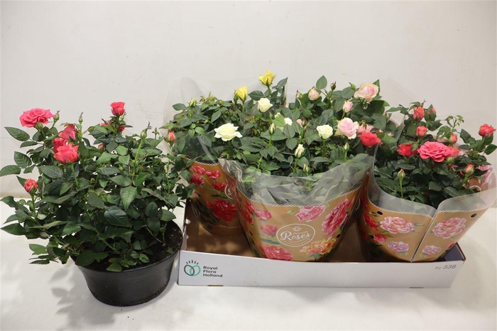 <h4>Ro Fav Ro Gem 4 Srt</h4>