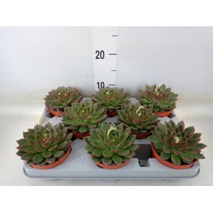 Echeveria   ...