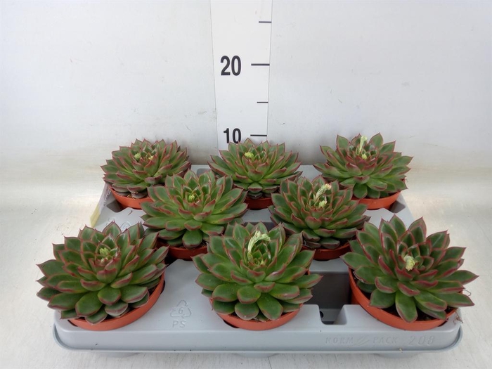 <h4>Echeveria ...</h4>