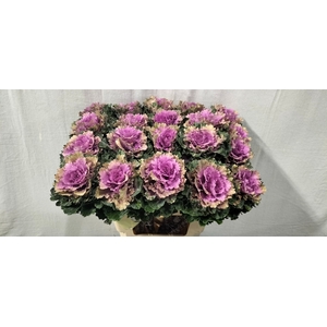 Brassica ksenia