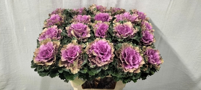 <h4>Brassica ksenia</h4>