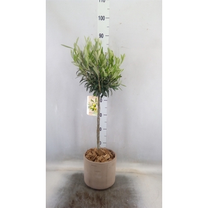 Arr.   Tuinplanten H%
