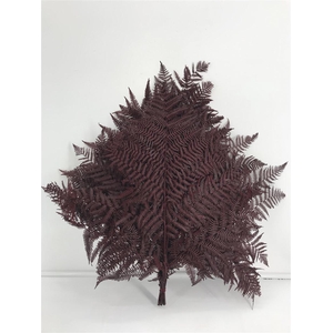 Dr Felce Di Bosco Bl Rossa Red