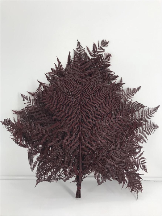 <h4>Dr Felce Di Bosco Bl Rossa Red</h4>