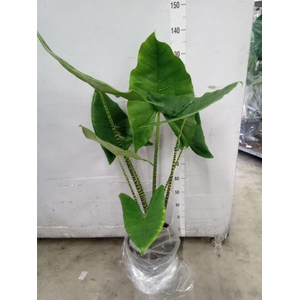 Alocasia zebrina