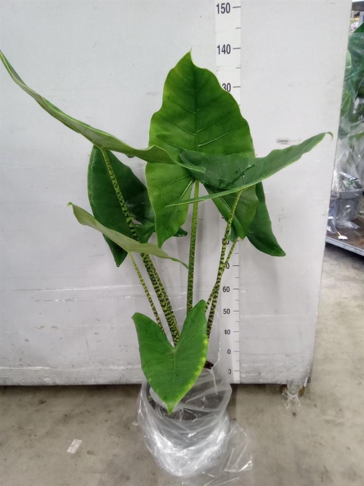 <h4>Alocasia zebrina</h4>