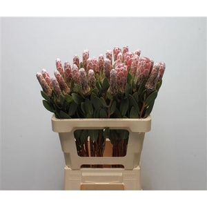 Protea Ivy
