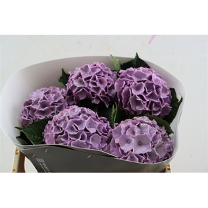 Hydr Wx 50cm Milka