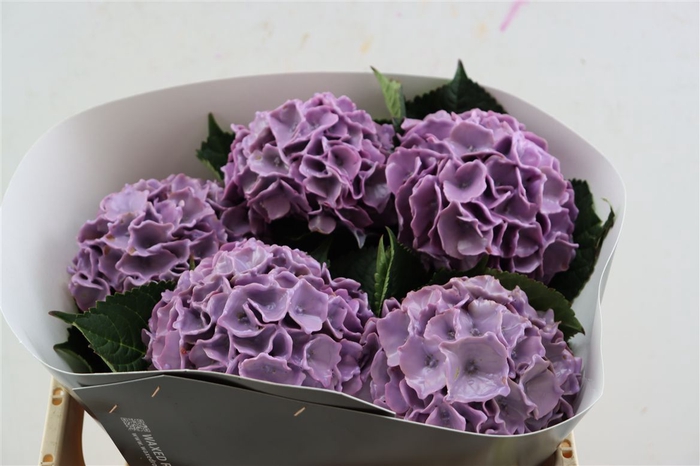 <h4>Hydr Wx 50cm Milka</h4>