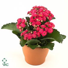 KALANCHOE ARTS-HYBRID