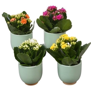 PTBTS3222 Arrangementen kamerplanten