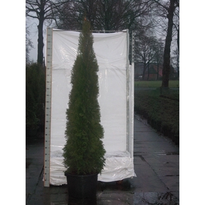 Thuja occidentalis 'Smaragd'