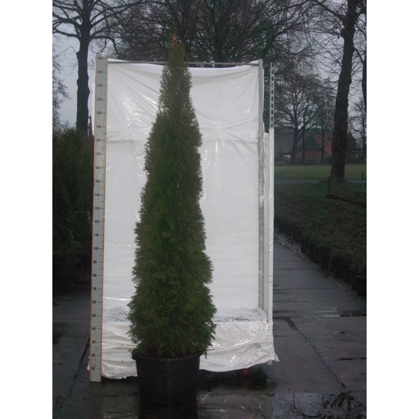 <h4>Thuja occidentalis 'Smaragd'</h4>