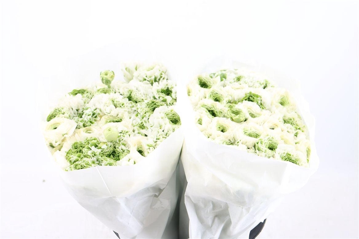 <h4>Ran Ponpon Ex Igloo</h4>