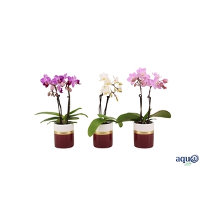 Dolomite Horizon Bordeaux Tiny Dolls Mix 2T10+ Aqu@