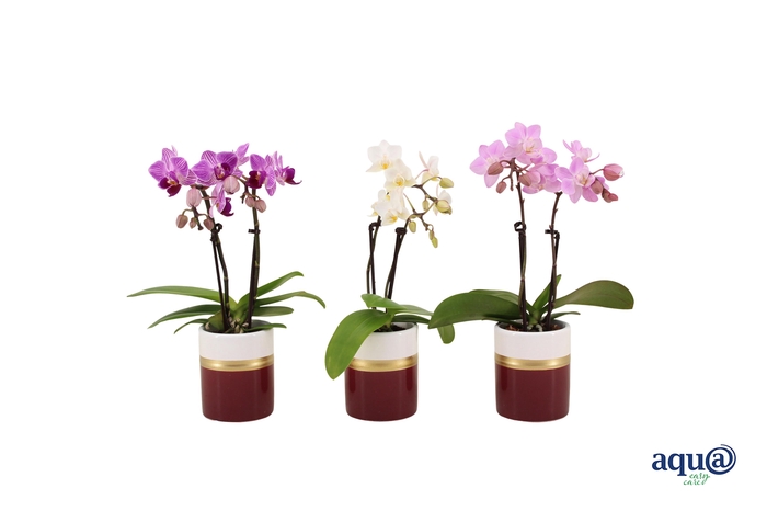 <h4>Dolomite Horizon Bordeaux Tiny Dolls Mix 2T10+ Aqu@</h4>