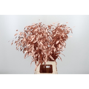 Chasmantium Kl Bh Koper