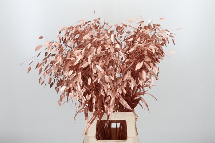 <h4>Chasmantium Kl Bh Koper</h4>