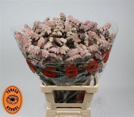 <h4>Lim S Apricot Sun Birds</h4>