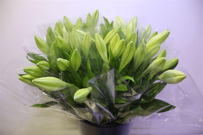 <h4>Li Lf Watch Up X4</h4>