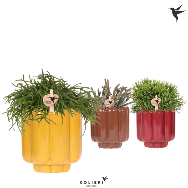 <h4>Kolibri Greens Rhipsalis mix in Retro pot yellow mix</h4>