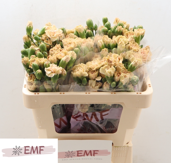 <h4>DI TR CINNAMON</h4>